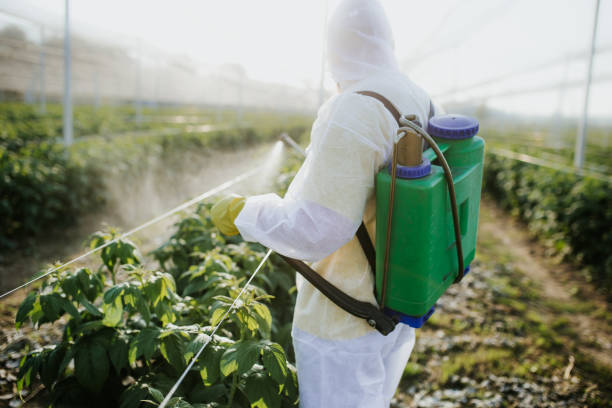 Best Termite Control Services  in Evans, CO